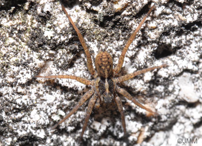 Pardosa nigriceps