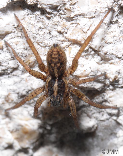 Pardosa nigriceps