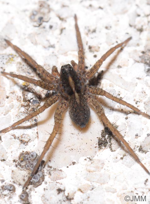 Pardosa nigriceps