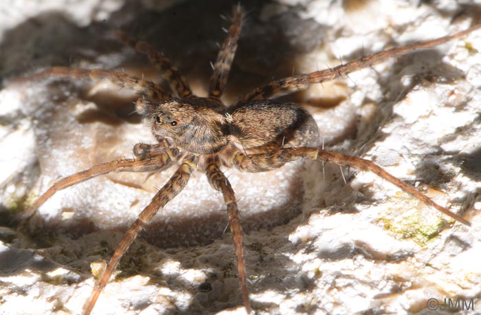 Pardosa nigriceps