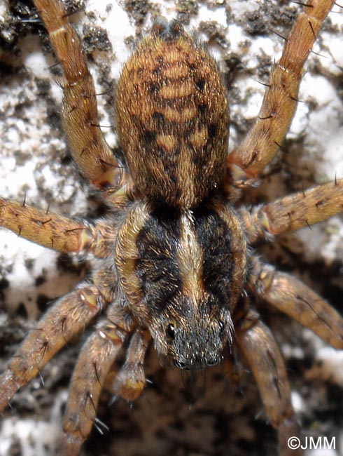 Pardosa nigriceps