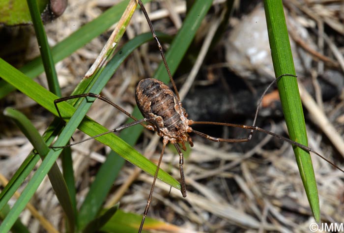 Phalangium opilio