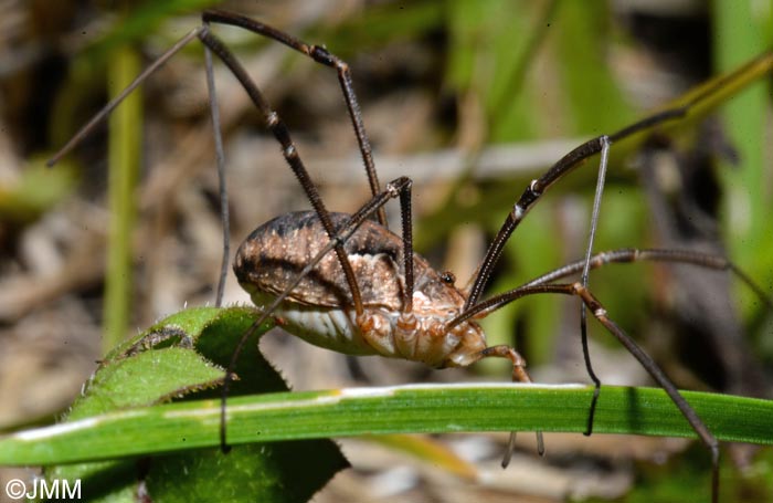 Phalangium opilio