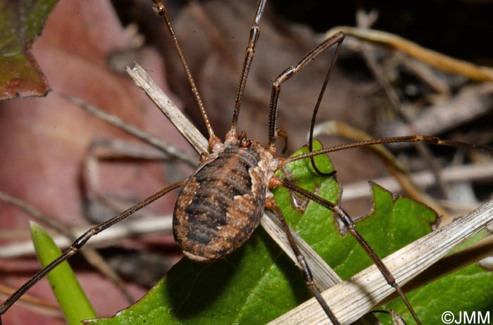 Phalangium opilio