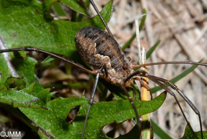 Phalangium opilio