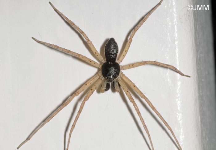 Philodromus dispar