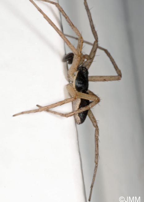 Philodromus dispar