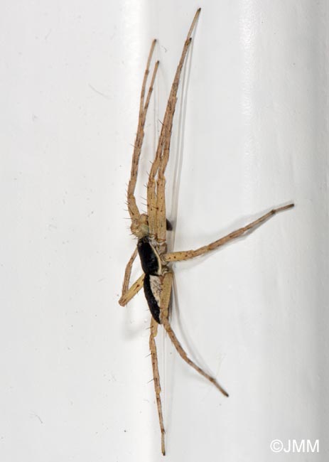 Philodromus dispar