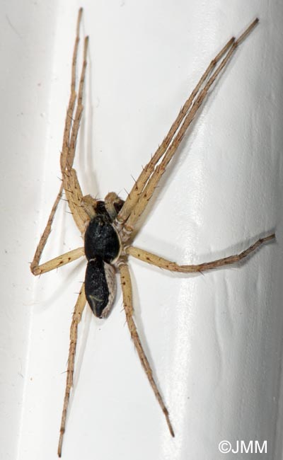 Philodromus dispar