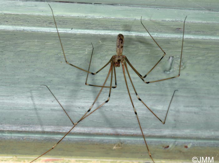 Pholcus phalangioides : Pholque phalangide