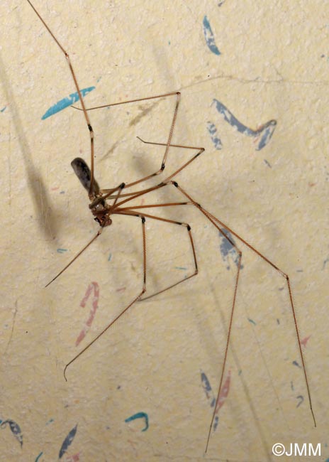 Pholcus phalangioides : Pholque phalangide