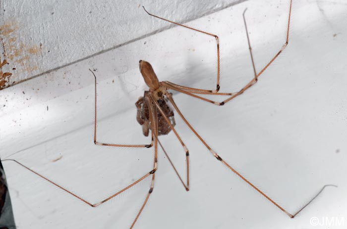 Pholcus phalangioides : Pholque phalangide