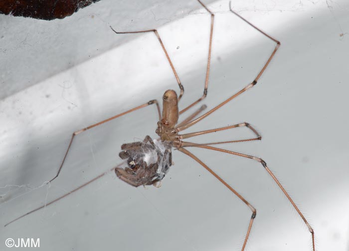 Pholcus phalangioides : Pholque phalangide