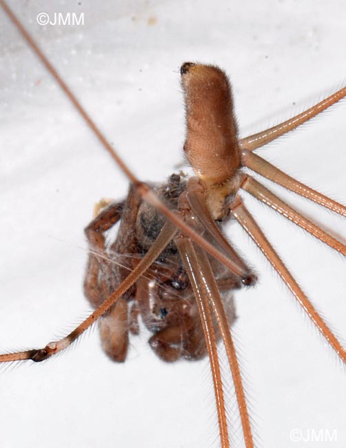 Pholcus phalangioides : Pholque phalangide