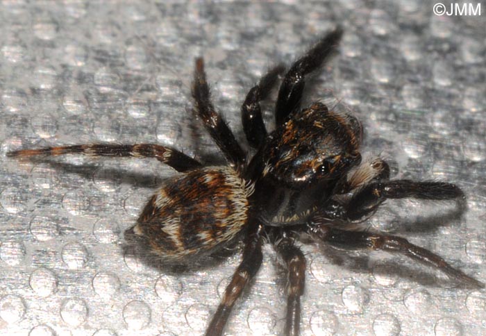 Pseudeuophrys erratica