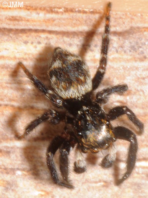 Pseudeuophrys erratica