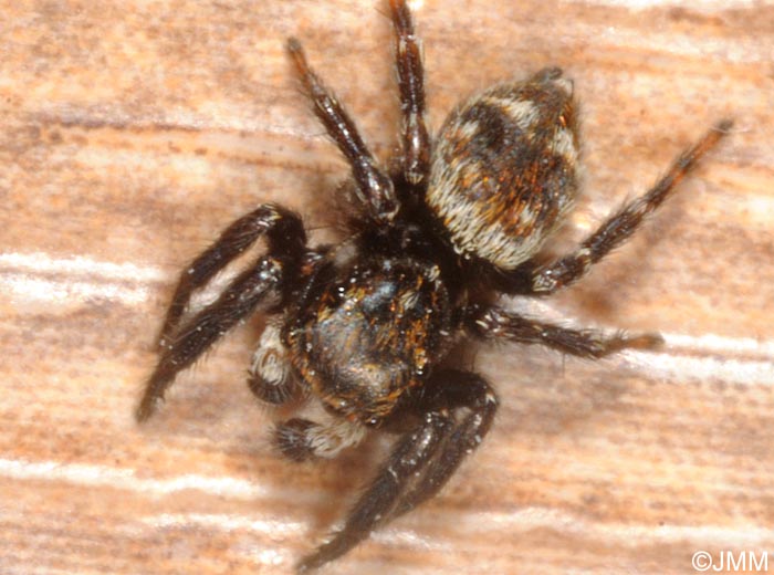 Pseudeuophrys erratica
