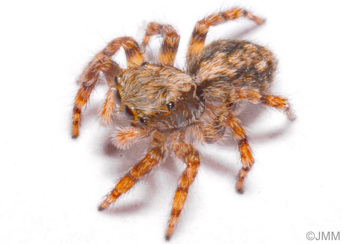 Pseudeuophrys lanigera