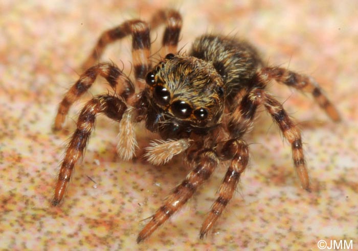 Pseudeuophrys lanigera