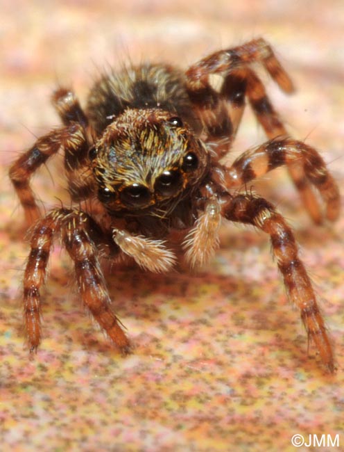 Pseudeuophrys lanigera