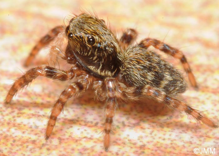 Pseudeuophrys lanigera