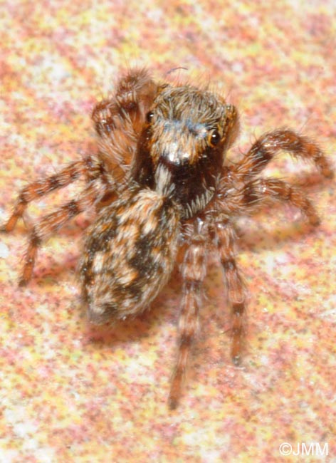 Pseudeuophrys lanigera