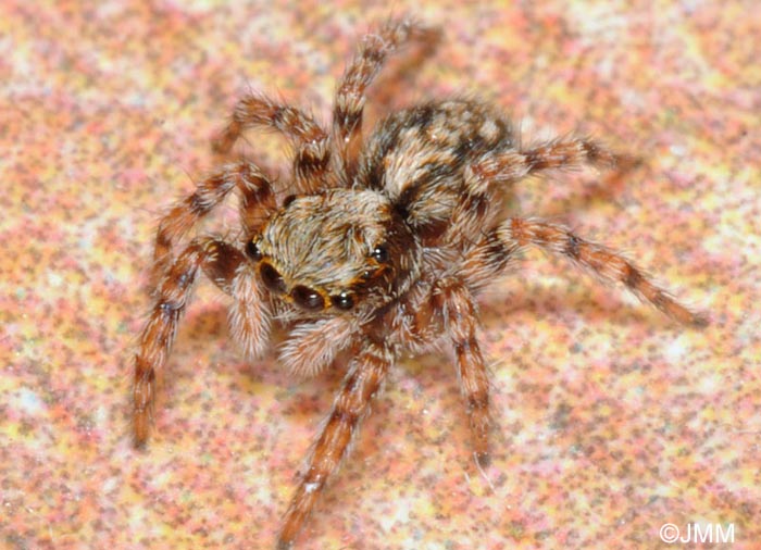 Pseudeuophrys lanigera