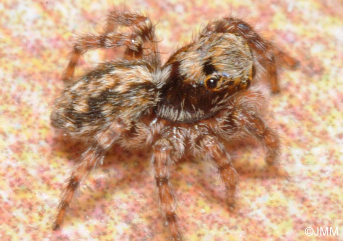 Pseudeuophrys lanigera