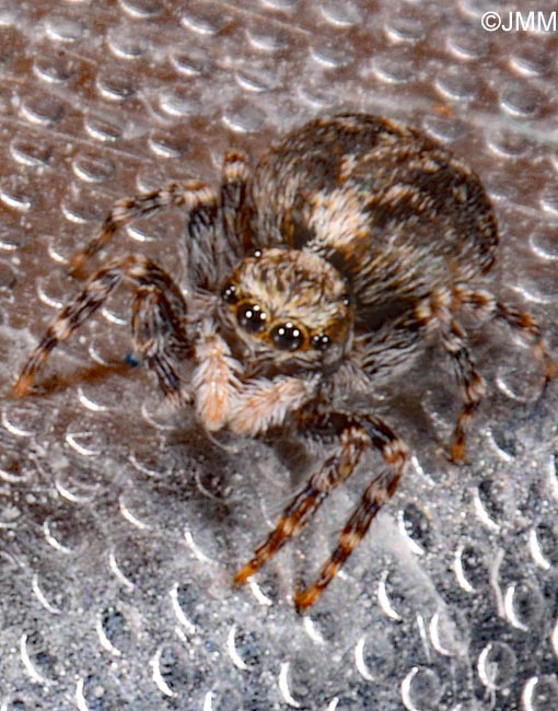 Pseudeuophrys lanigera
