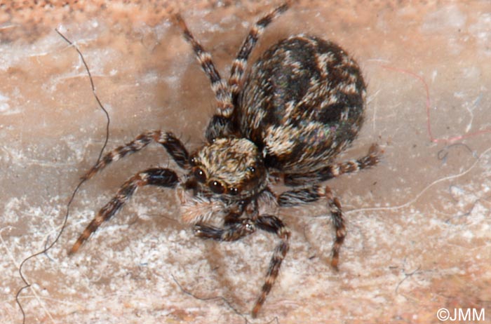 Pseudeuophrys lanigera