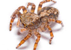 Pseudeuophrys lanigera