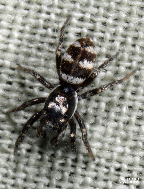 Salticus scenicus : Saltique arlequin