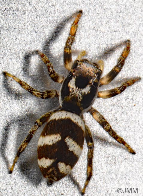 Salticus scenicus
