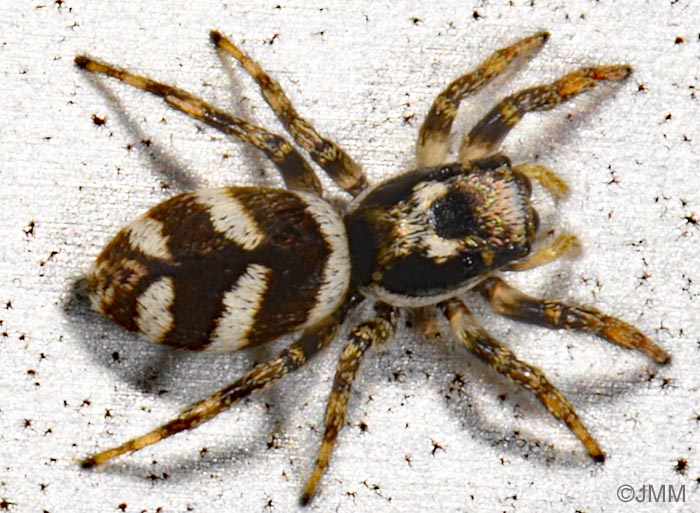 Salticus scenicus
