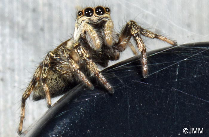 Salticus scenicus