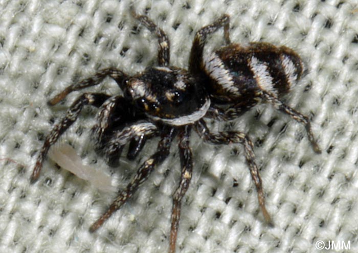 Salticus scenicus : Saltique arlequin