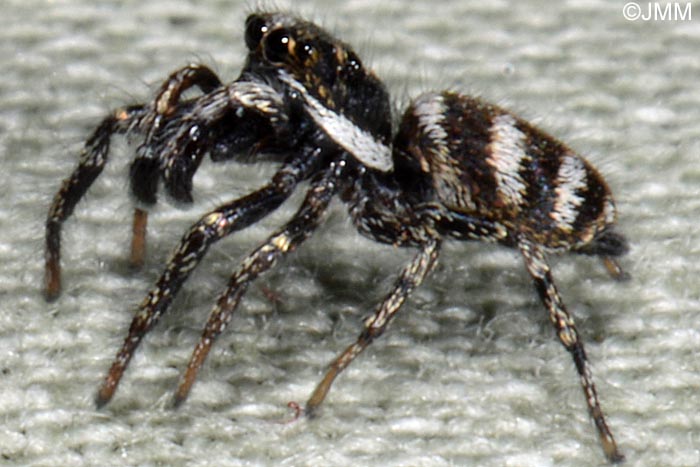 Salticus scenicus : Saltique arlequin