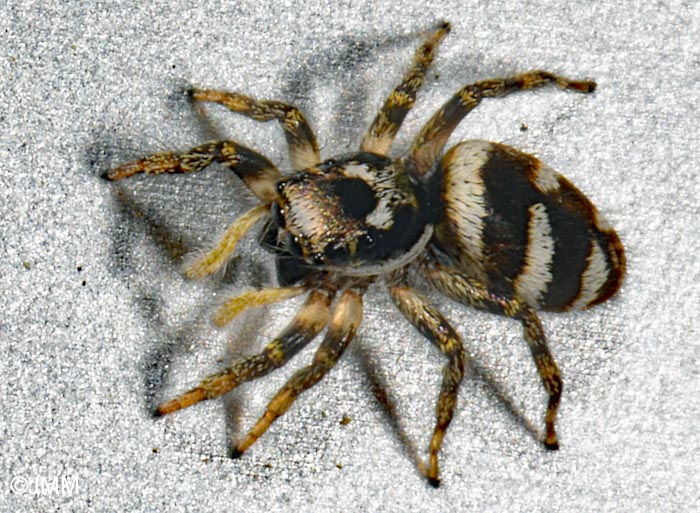 Salticus scenicus