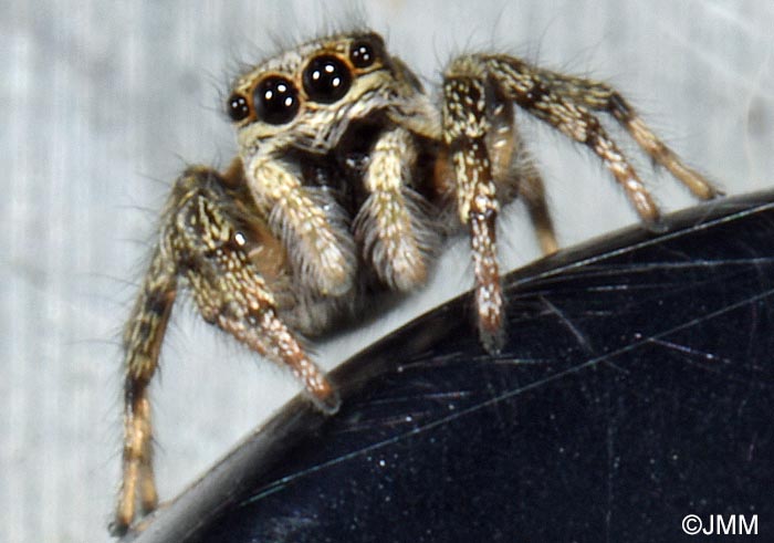 Salticus scenicus