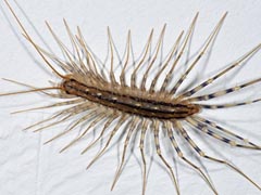 Scutigera coleoptrata