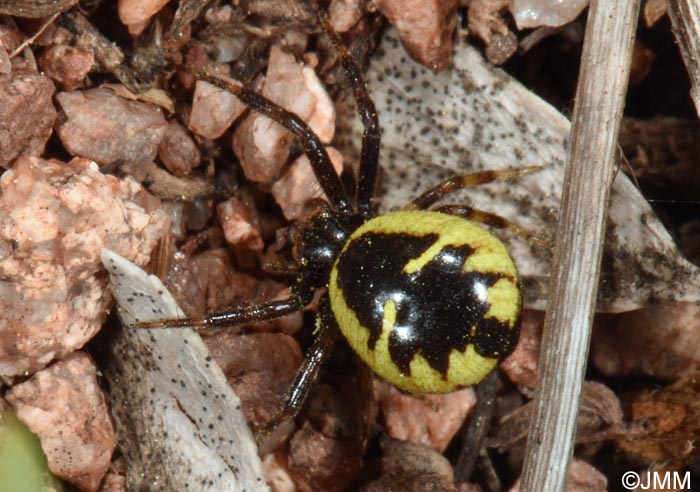 Synema globosum : Thomise Napolon