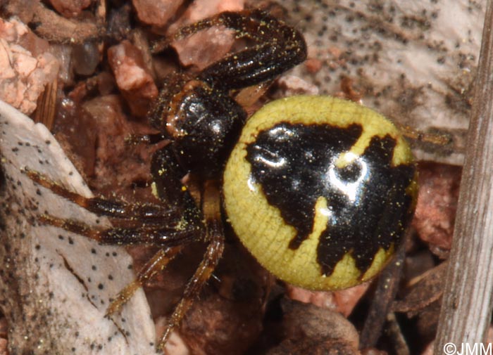 Synema globosum : Thomise Napolon