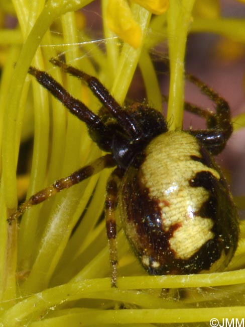 Synema globosum : Thomise Napolon