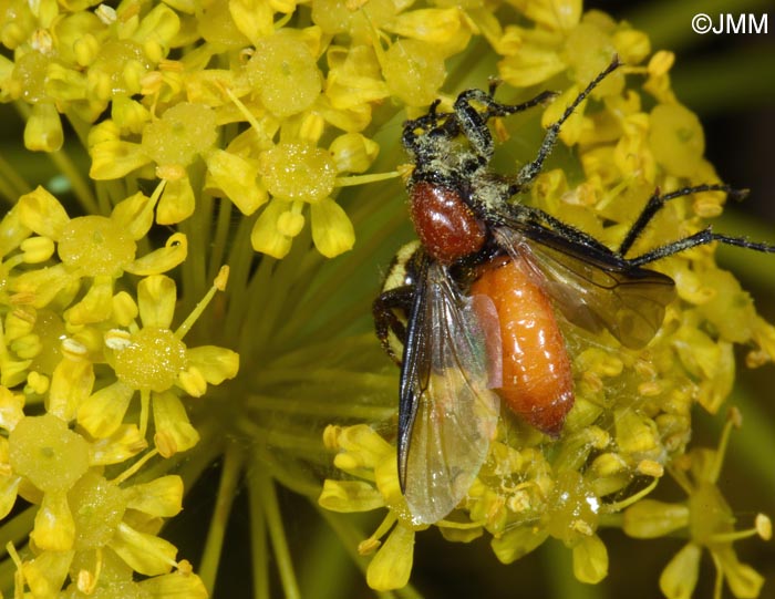 Synema globosum : Thomise Napolon