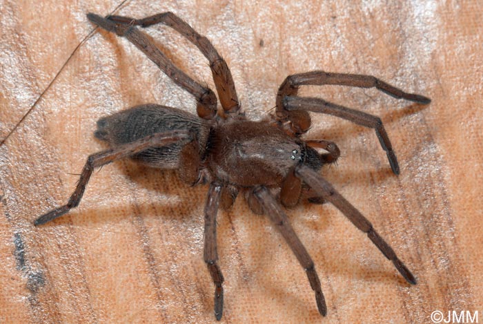 Tegenaria domestica