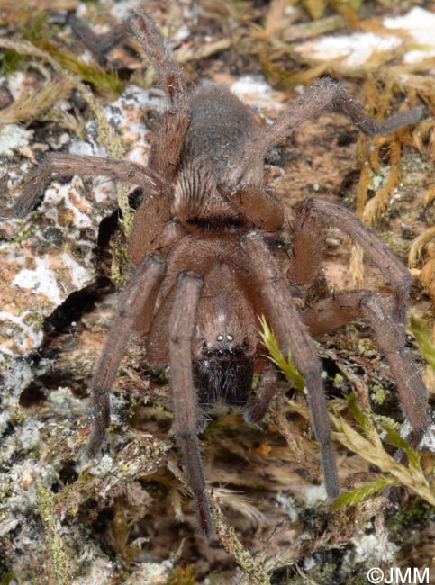 Tegenaria domestica