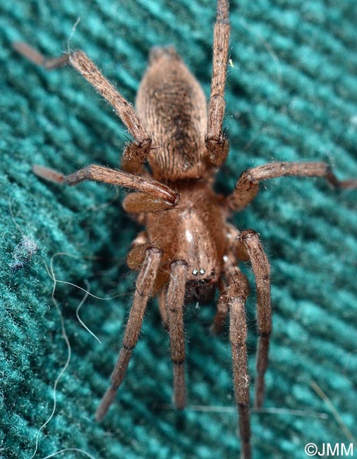 Tegenaria domestica