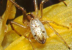 Tetragnatha montana