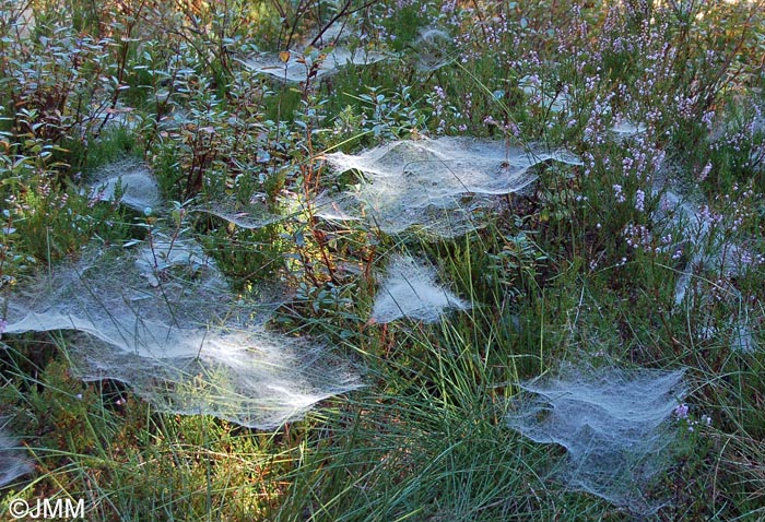 Toiles d'araignes