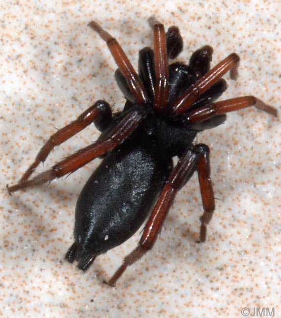 Trachyzelotes pedestris